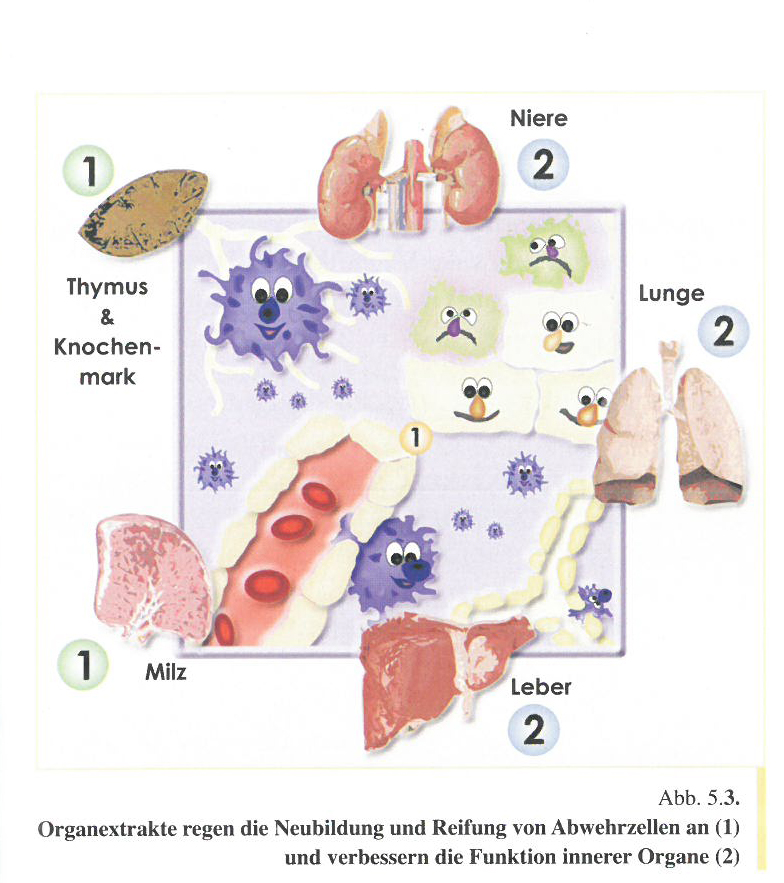 Zelltherapie mit Organopeptiden: Organsextrakte regen die Neubildung und Reifung von Abwehrzellen an und verbessern die Funktion innerer Organe